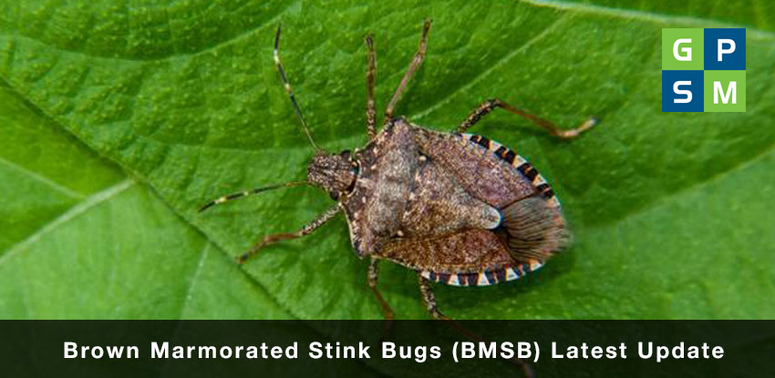 Brown Marmorated Stink Bugs ( BMSB ) Latest Update