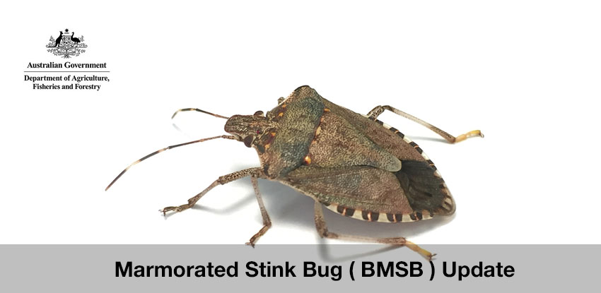 Marmorated Stink Bug ( BMSB ) Update