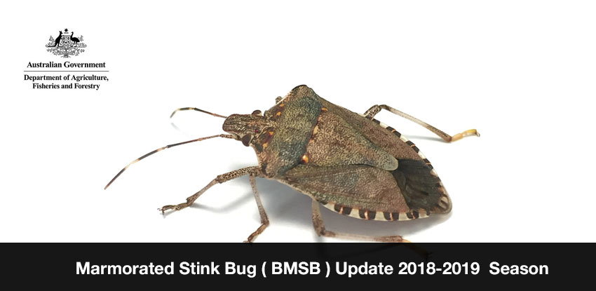 Marmorated Stink Bug ( BMSB ) Update 2018-2019 Season