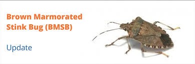 2020-21 Seasonal measures for Brown marmorated stink bug (BMSB)