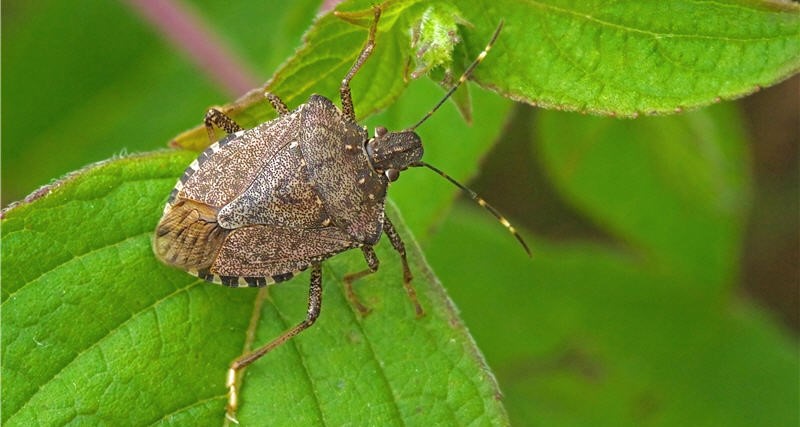 Conclusion of the 2020-21 Brown marmorated stink bug (BMSB) Risk Season