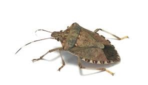 Seasonal measures for Brown marmorated stink bug (BMSB) 2022-2023
