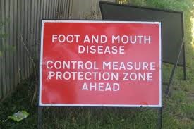 OUTBREAK OF FOOT & MOUTH DISEASE ( FMD )